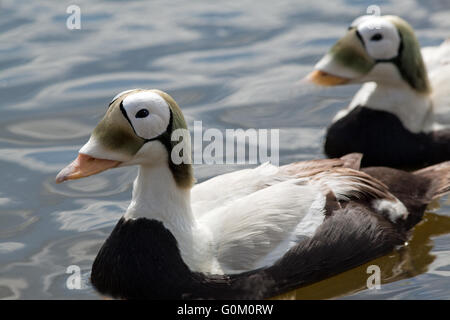 Brillentragende Eider oder Fischers Eiderenten (Somateria Fischeri). Männliche Zucht Gefieder. Stockfoto