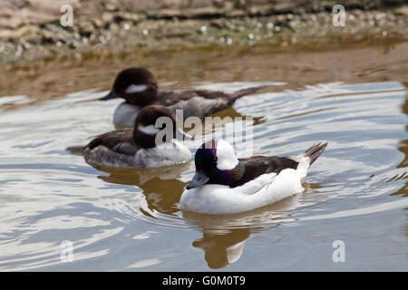 Bufflehead (Bucephala Albeola). Trio. Männliche vorne. Frauen hinter. Stockfoto