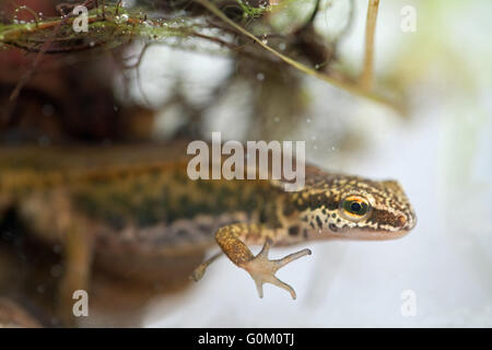 Handförmig Newt Lissotriton (Triturus) Helveticus. Markierungen von einem Erwachsenen Zucht männlich und Vorfuß mit wenig Gurtband den Kopf. Stockfoto