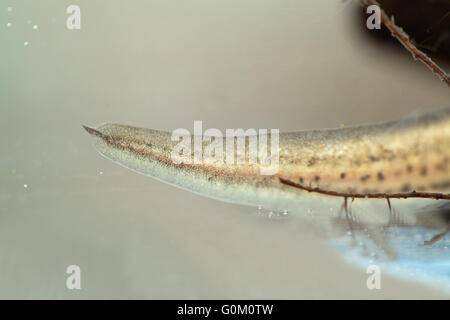 Handförmig Newt Lissotriton (Triturus) Helveticus. Tail Tipp Glühfaden einer Erwachsenen Zucht Frau. Mittel zur Speziesidentifizierung. Stockfoto