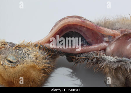 Blaue Kran Anthropoides Paradisea Post Mortem von neun Tage alten Küken. Hals, offenbaren Luftröhre, Speiseröhre, Wurm Parasiten eröffnet Stockfoto