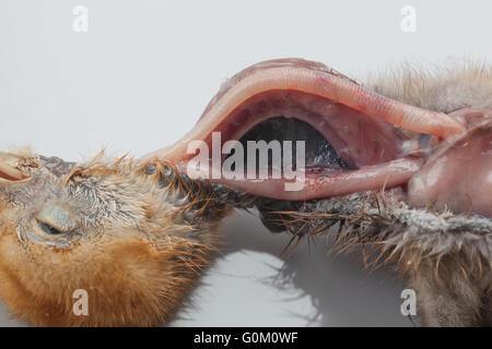 Blaue Kran Anthropoides Paradisea Post Mortem von neun Tage alten Küken. Hals, offenbaren Luftröhre, Speiseröhre, Wurm Parasiten eröffnet Stockfoto