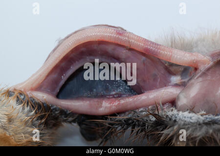 Blaue Kran Anthropoides Paradisea Post Mortem von neun Tage alten Küken. Hals, offenbaren Luftröhre, Speiseröhre, Wurm Parasiten eröffnet Stockfoto