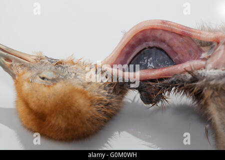 Blaue Kran Anthropoides Paradisea Post Mortem von neun Tage alten Küken. Hals, offenbaren Luftröhre, Speiseröhre, Wurm Parasiten eröffnet Stockfoto