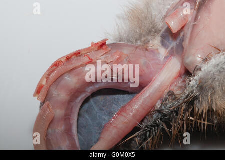 Blaue Kran Anthropoides Paradisea Post Mortem von neun Tage alten Küken. Hals, offenbaren Luftröhre, Speiseröhre, Wurm Parasiten eröffnet Stockfoto