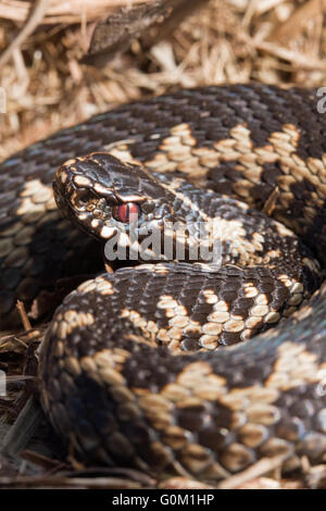 Addierer oder nördlichen Viper Vipera Berus. Männlich. Entstehung der Frühling aus dem Winterschlaf. Stockfoto