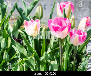 Pop-up auf die jährliche Tulpenfest im Skagit County, Washington State rosa Tulpen Stockfoto