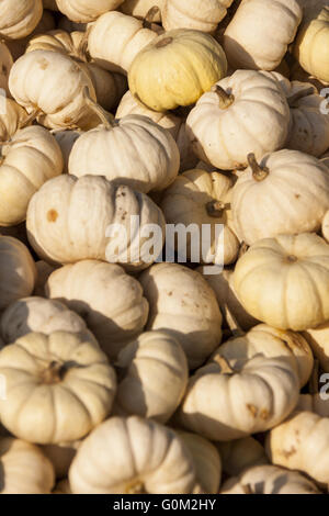 Baby Boo weiße Mandarin Cucurbita Kürbis Kürbisse aus Herbsternte Stockfoto