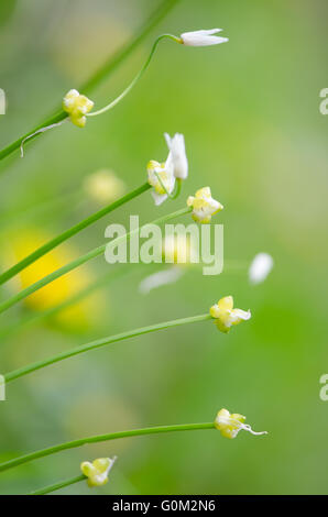 Paar-geblümten Knoblauch (Allium Paradoxum) Blumen. Reproduktive Zwiebelchen dieser eingeführte Pflanze in das Vereinigte Königreich in der Amaryllis-Familie Stockfoto