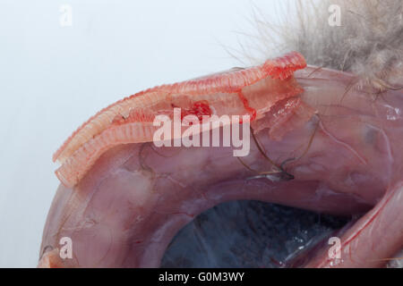 Blue Crane (Anthropoides Paradisea). Postmortem von einem neun Tage alten Küken. Abschnitt der Luftröhre oder Luftröhre geöffnet, Würmer zu zeigen Stockfoto