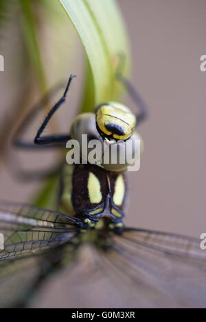 Südlichen Hawker Libelle (Aeshna Cyanea).  Close-up Kopf einschließlich Facettenaugen, Thorax und Basis der Flügel. Stockfoto