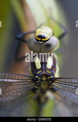 Südlichen Hawker Libelle (Aeshna Cyanea).  Nahaufnahme des Kopfes einschließlich Facettenaugen, Thorax und Basis der Flügel. Stockfoto