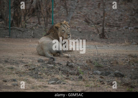 Einer asiatischen Löwen, Männchen, sitzt mit königlichen Aplomb in Sasan Gir, Gujarat, Indien Stockfoto