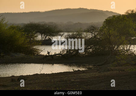 Die schöne Landschaft des Sasan Gir, Gujarat Stockfoto