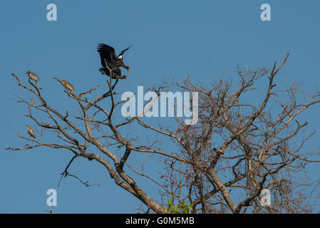Eine Paarung paar rot Himalaja-Ibis in den Wäldern als Teich Reiher Schlafplatz auf dem gleichen Baum in Sasan Gir, Rajasthan, Indien Stockfoto