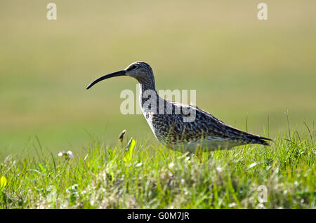 Regenbrachvogel, Numenius Phaeopus, Wallking auf Rasen, Island Stockfoto