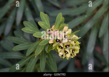 Euphorbia Characias 'Black Pearl' entfaltet sich, wie es zur Blüte mit Regen Wassertropfen, Berkshire, März kommt Stockfoto