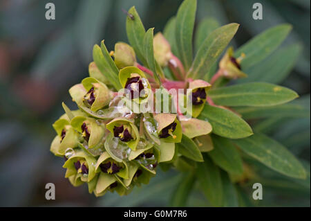 Euphorbia Characias 'Black Pearl' entfaltet sich, wie es zur Blüte mit Regen Wassertropfen, Berkshire, März kommt Stockfoto