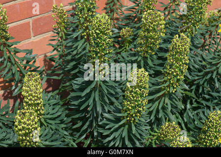 Euphorbia Characias 'Black Pearl' Pflanze in voller Blüte, Berkshire, April Stockfoto