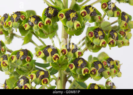 Euphorbia Characias 'Black Pearl' Pflanze in voller Blüte, Berkshire, April Stockfoto