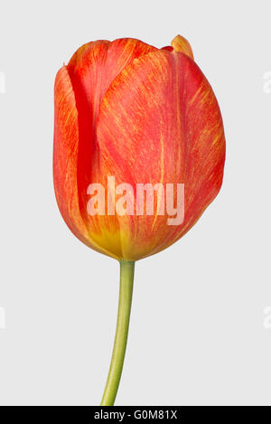 Orange Tulpe Blume mit erhltlich Rasterung Markierungen, April Stockfoto