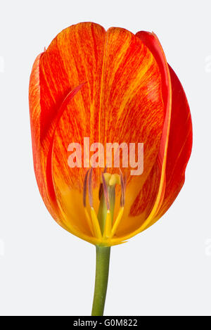 Schnitt durch orangefarbene Tulpe Blume zeigt Reife Antheren und Stil Stockfoto