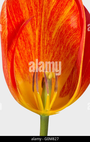 Schnitt durch orangefarbene Tulpe Blume zeigt Reife Antheren und Stil Stockfoto