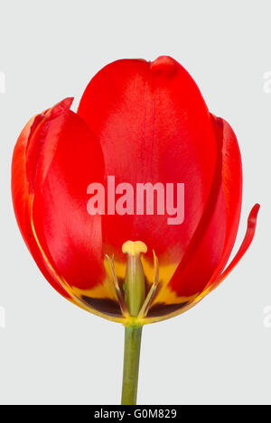 Schnitt durch eine rote Tulpe Blume zeigt unreife Antheren und Stil mit deutlichen schwarzen und gelben Markierungen Stockfoto