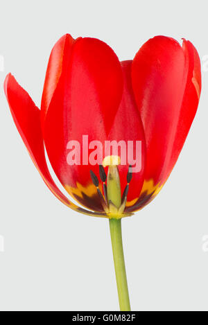 Schnitt durch eine rote Tulpe Blume zeigt Reife Antheren und Stil mit deutlichen schwarzen und gelben Markierungen Stockfoto