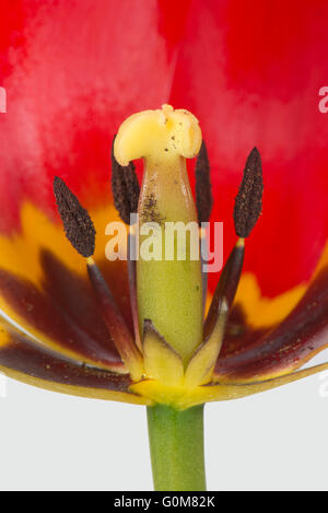 Schnitt durch eine rote Tulpe Blume zeigt Reife Antheren und Stil mit deutlichen schwarzen und gelben Markierungen Stockfoto