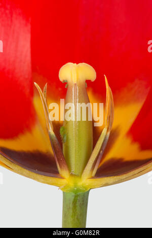 Schnitt durch eine rote Tulpe Blume zeigt unreife Antheren und Stil mit deutlichen schwarzen und gelben Markierungen Stockfoto