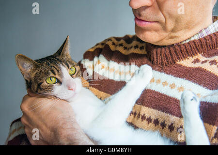 Mann, der ein Tabby und weiße Katze im Arm hält. Schließen Sie die Ansicht. Stockfoto