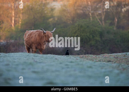 Highland Catlle-Bos Taurus blickt auf eine AAS-Krähe - Corvus Corone an einem frostigen Morgen bei Sonnenaufgang. Frühling. UK Stockfoto