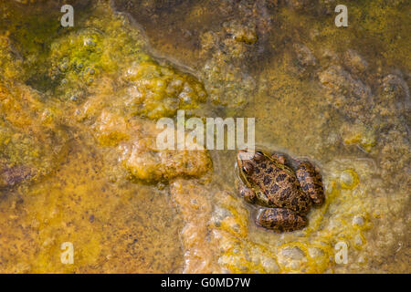 Nördlichen Leopard Frog-Hintergrund Stockfoto