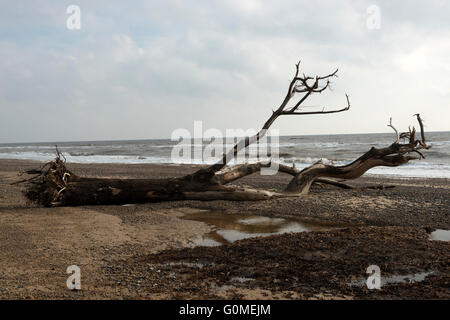 Baum am Strand durch Küstenerosion, Benacre, Suffolk, England. Stockfoto