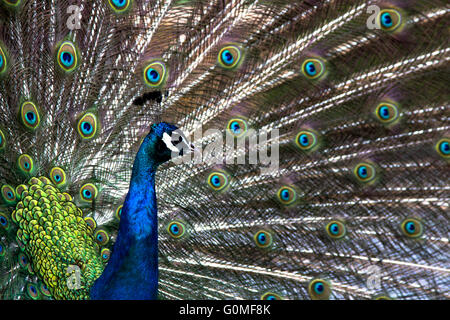 Pfau und seine Federn, Tivoli-Gärten, Copenhagen Stockfoto