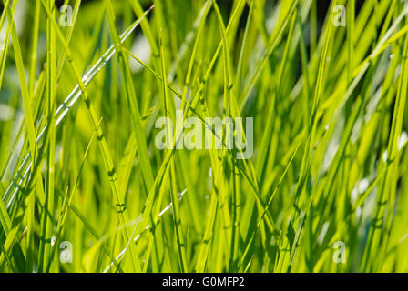 junge Blätter des Grases hautnah Stockfoto