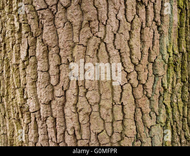 Worcester, England, UK Hintergründe für Werbung und Anmeldung Hintergründe. Ideal für Ihre eigenen Mitteilungen. Stockfoto