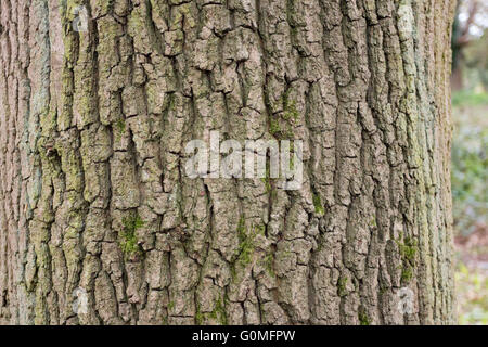 Worcester, England, UK Hintergründe für Werbung und Anmeldung Hintergründe. Ideal für Ihre eigenen Mitteilungen. Stockfoto