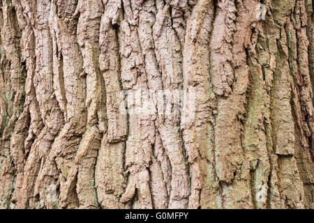 Worcester, England, UK Hintergründe für Werbung und Anmeldung Hintergründe. Ideal für Ihre eigenen Mitteilungen. Stockfoto