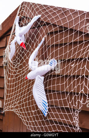 Aufblasbares Spielzeug Möwen im Netz auf ein Gartenhaus Stockfoto