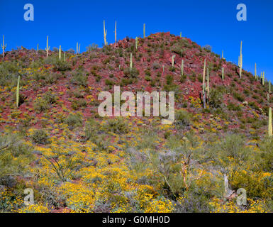 USA, Arizona, Saguaro National Park, Tucson Mountain District, Brittlebush Blüten unter Saguaro Kakteen in Red Hills Bereich. Stockfoto