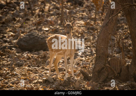 Ein Chital, Spotted Reh (Achse-Achse) im Sasan Gir, Gujarat, Indien, Blicke in die Kamera. Stockfoto