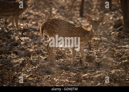 Chital, Spotted Reh (Achse-Achse) im Sasan Gir, Gujarat, Indien Stockfoto