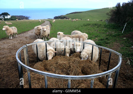 Schafe fressen Heu nahe Colona Strand, Kapelle Point, Portmellon, Cornwall. Stockfoto