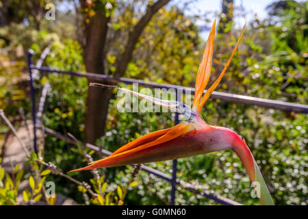 Oiseau de Paradis Parc du Mugel la Ciotat Frankreich Bdr Provence Stockfoto