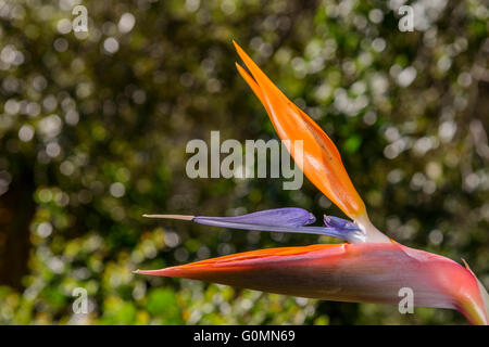 Oiseau de Paradis Parc du Mugel la Ciotat Frankreich Bdr Provence Stockfoto