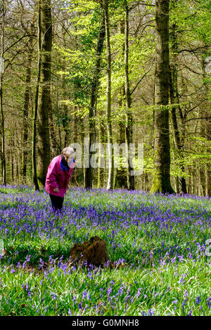 Ältere Frau in rosa Anorak Blick auf Englisch bluebells'hyacinthoides non-Scripta "im Forest of Dean in der Nähe von Blakeney Glos. Englan Stockfoto