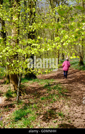 Frau Walker im rosa Anorak Wandern durch Forest of Dean Gloucestershire in England. Frühling, gefleckten Licht durch Bäume. Stockfoto