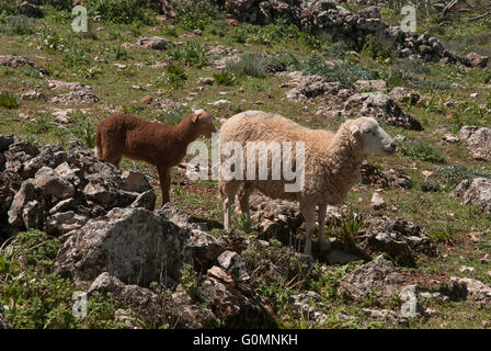 Schafe der Rasse Lojeña, Loja Bergen, Provinz Granada, Region von Andalusien, Spanien, Europa Stockfoto